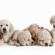 Illustration for article titled San Francisco Aims to Limit Panhandling Through the Power of Adorable Puppies